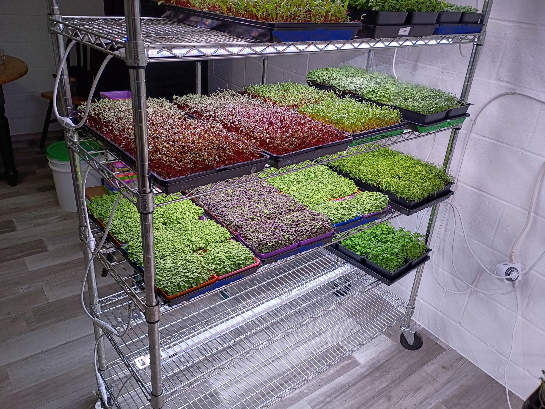 Trays of live microgreens growing under lights at Sowing the Seeds of Tomorrow in Cleveland